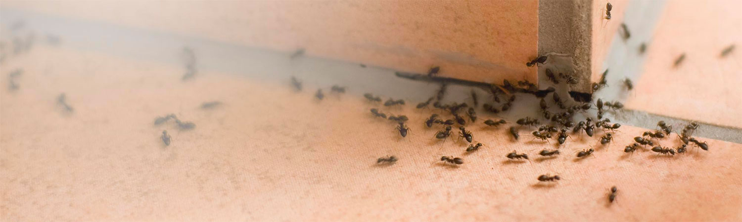 Carpenter Ant Treatment