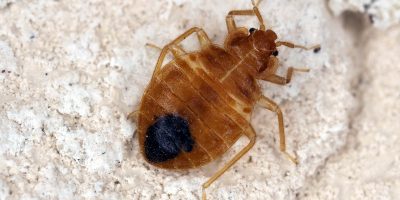 Bed Bugs: Protect Your Home from These Uninvited Guests
