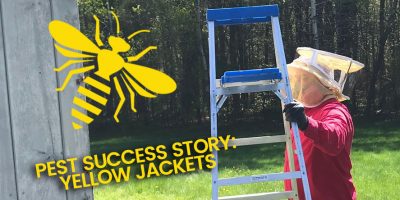 Getting rid of yellow jackets: A Merrimack, NH pest control story